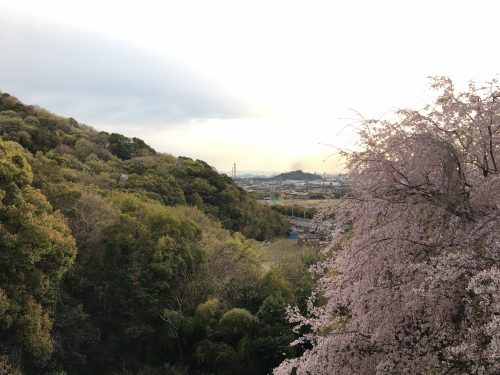 桜