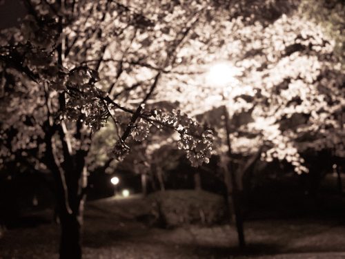 夜桜